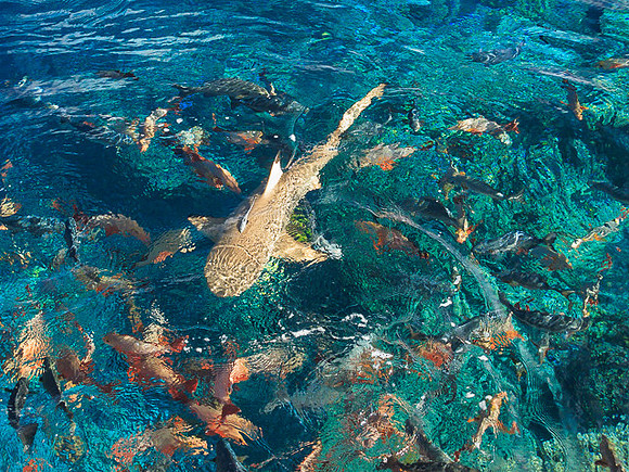 Grey Reef Shark, FP