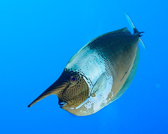 Unicornfish, FP