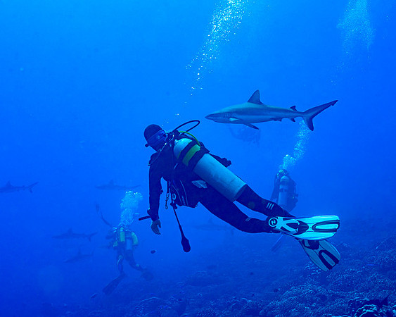 Diver with Sharks, FP