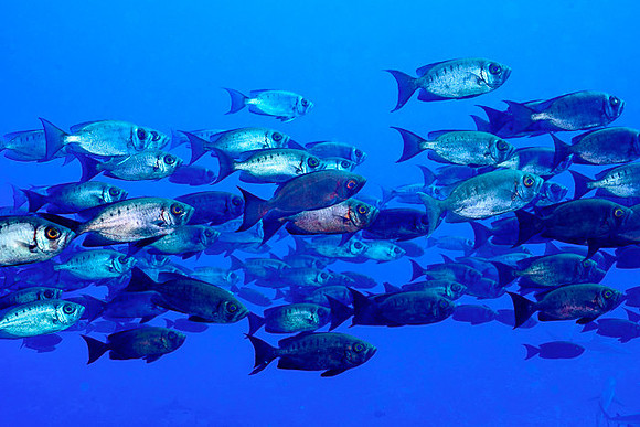 Bigeye, FP