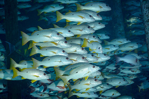 Onespot Snapper, FP