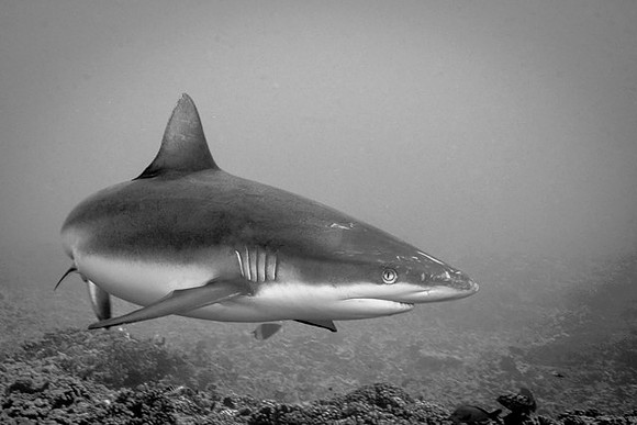 Grey Reef Shark, FP
