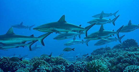 Grey Reef Sharks, FP