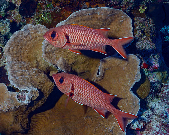 Soldierfish, FP