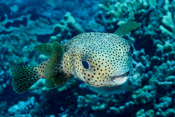 Porcupinefish, FP