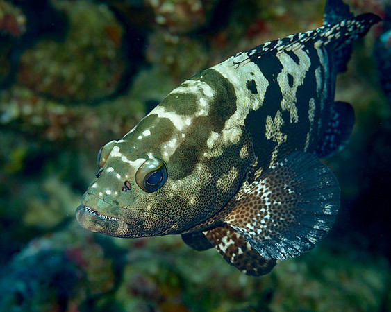 Grouper, FP
