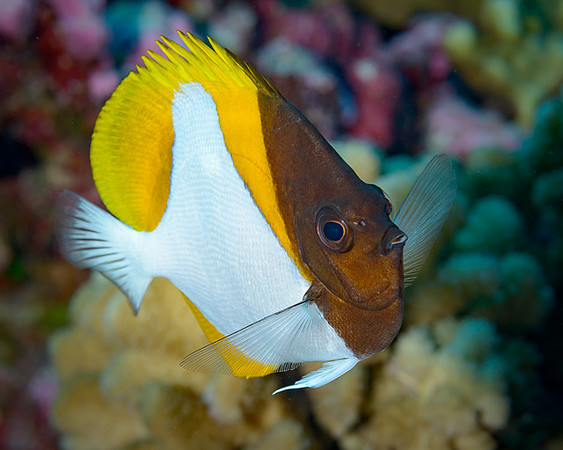 Pyramid Butterflyfish