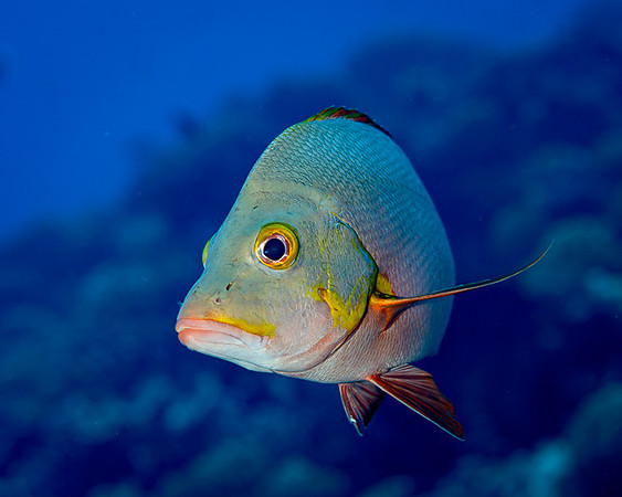 Humpback Snapper, FP