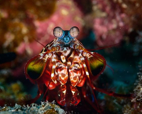 Peacock Mantis Shrimp, Australia