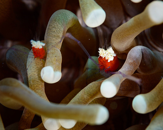 Mushroom Coral Shrimp, Australia
