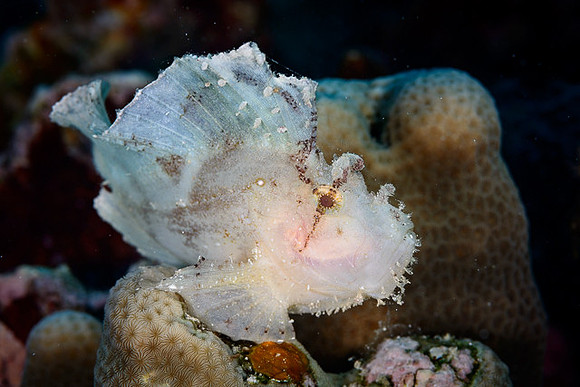 Leaffish, Australia