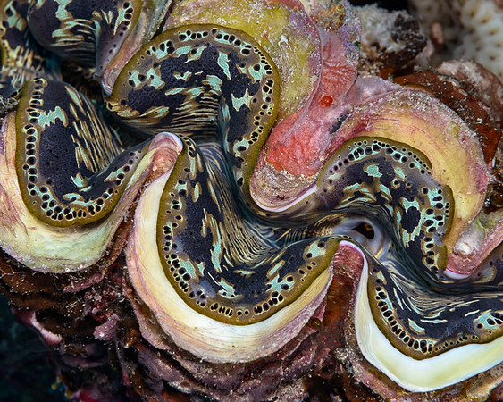 Giant Clam Mantle, Australia