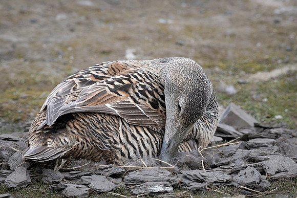 Common Eider female on nest