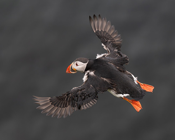 Puffin taking off into a strong headwind