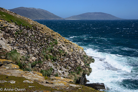 Black-browed Albatross Colony