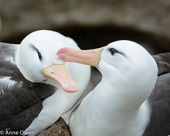 Black-browed Albatross pair preening