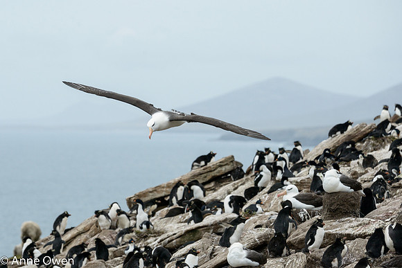Black-browed Albatross over Rockhopper Colony