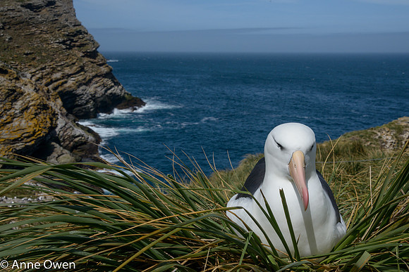 Black-browed Albatross resting