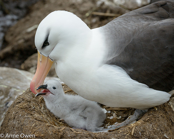Black-browed Albatross with chick