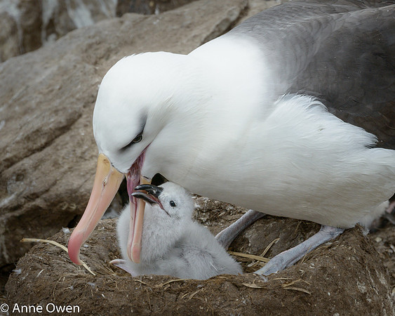 Black-browed Albatross with chick