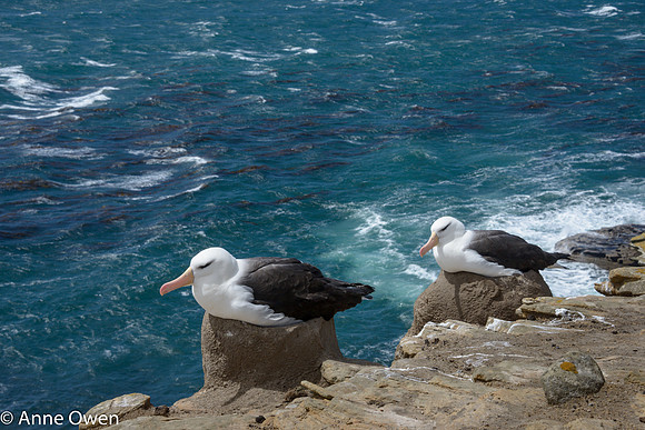 Black-browed Albatross