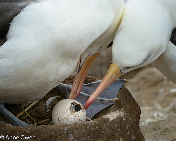 Black-browned Albatross pair with hatching egg