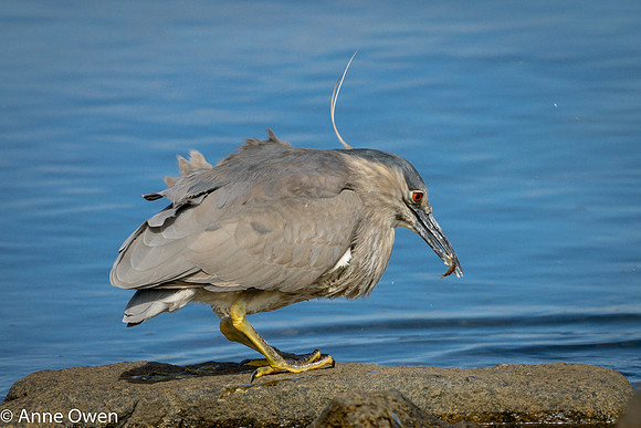 Black-crowned Night Heron fishing