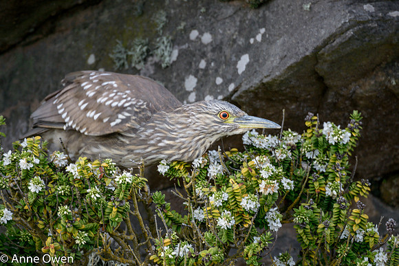 Black-crowned Night Heron Juvenile