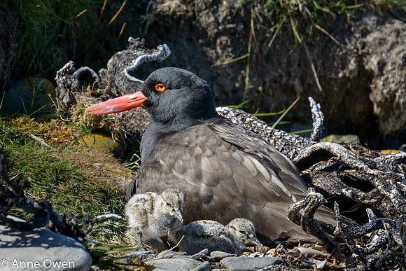Blackish Oystercatcher with chicks