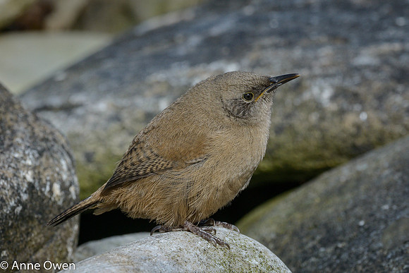 Cobb's Wren juvenile