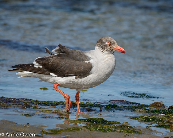 Dolphin Gull