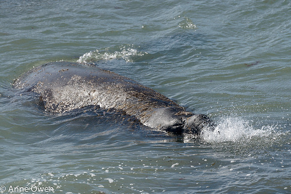Elephant Seal blowing bubbles