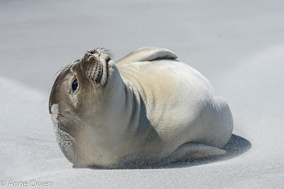 Elephant Seal weaner in blowing sand