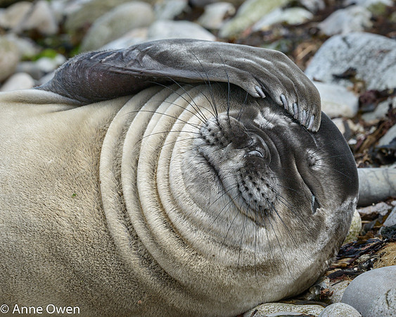 Elephant Seal Weaner
