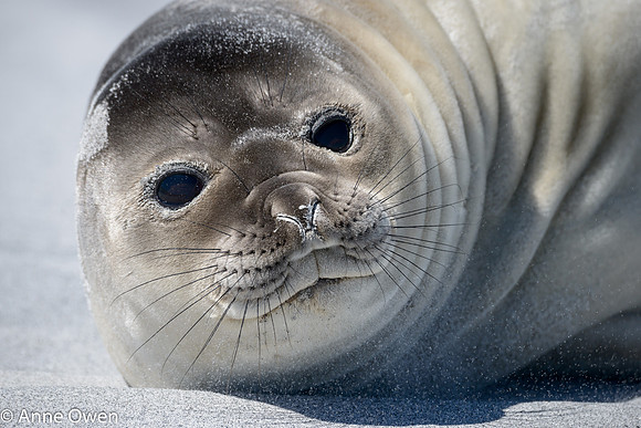 Elephant Seal weaner