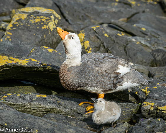 Falklands Flightless Steamer Duck with chick
