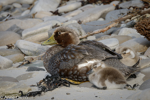 Falklands Flightless Steamer Duck with chicks
