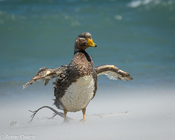 Falklands Flightless Steamer Duck