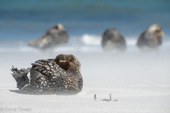 Falklands Flightless Steamer Ducks in blowing sand