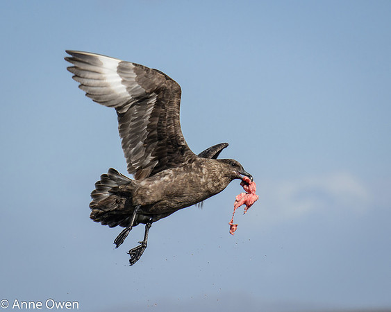 Falklands Skua