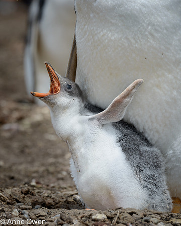 Gentoo chick