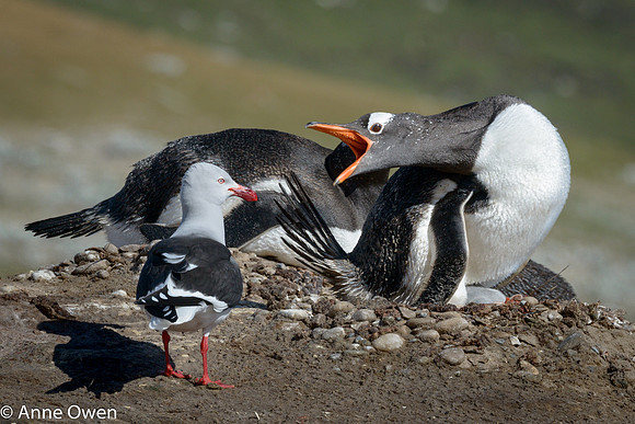 Gentoo with Dolphin Gull