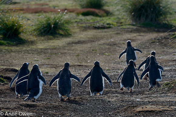 Gentoos returning at dusk