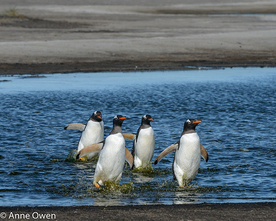 Gentoo Penguins