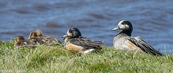 Chloe Widgeon