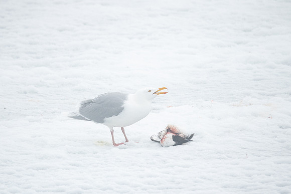 Glaucous Gull with Murre in fog