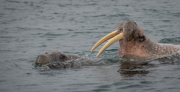 Walrus