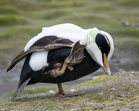 Common Eider scratching