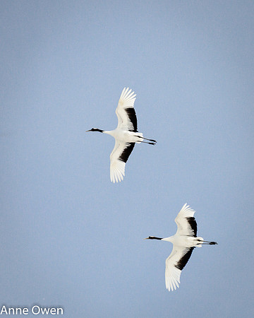 Japanese Red Crowned Crane