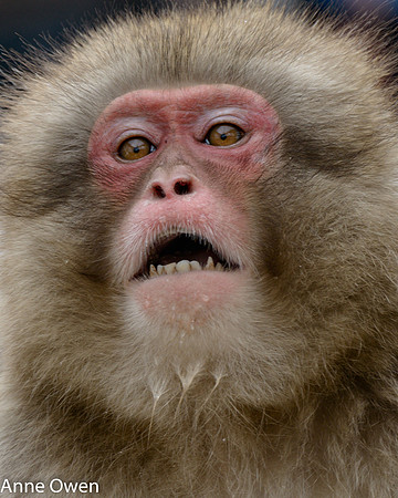Japanese Macaque